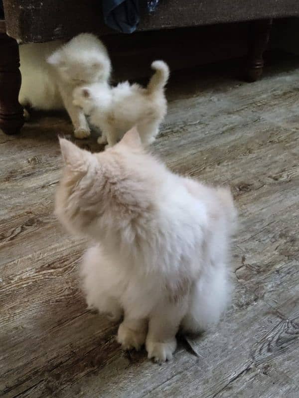 Persian Royal Breed Male Cat urgent sale 8