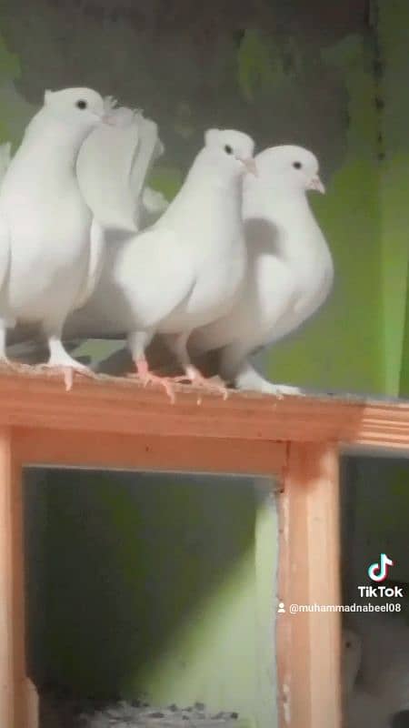 white and black pigeon pair 1