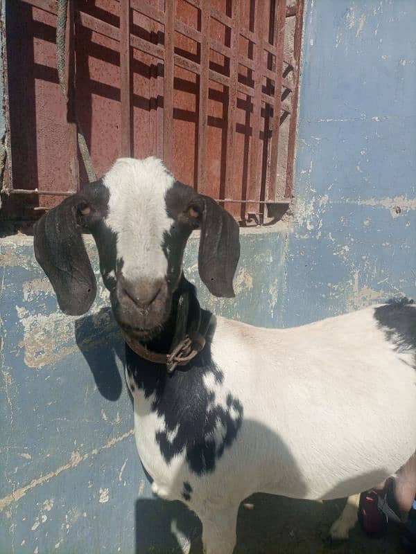 Bakri 4