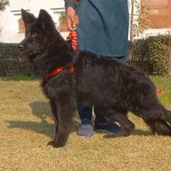 top quality black gsd proper long coat male pappy available for sale