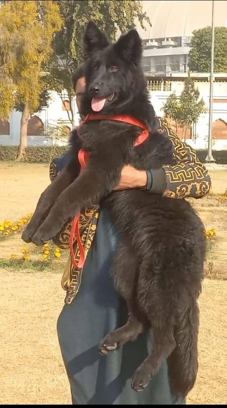 top quality black gsd proper long coat male pappy available for sale 1