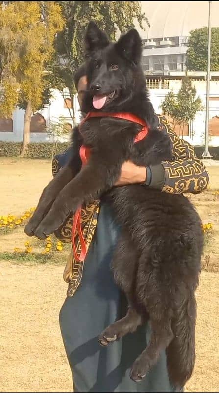 top quality black gsd proper long coat male pappy available for sale 2