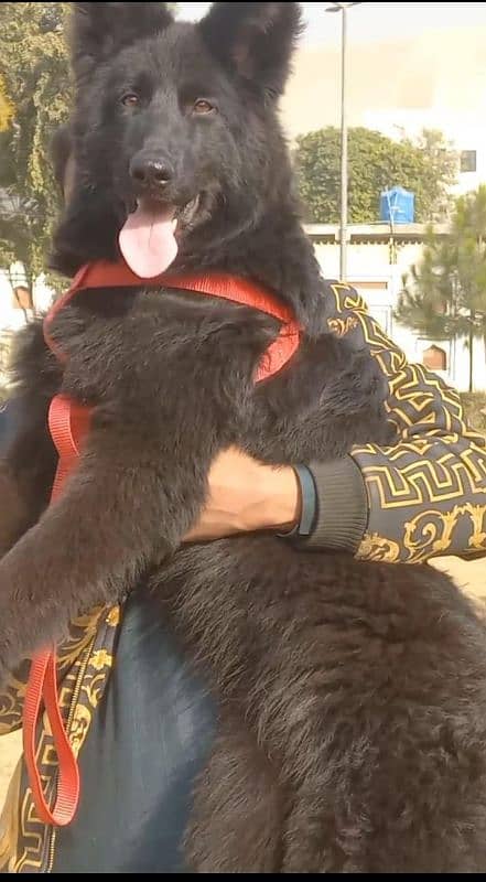 top quality black gsd proper long coat male pappy available for sale 3