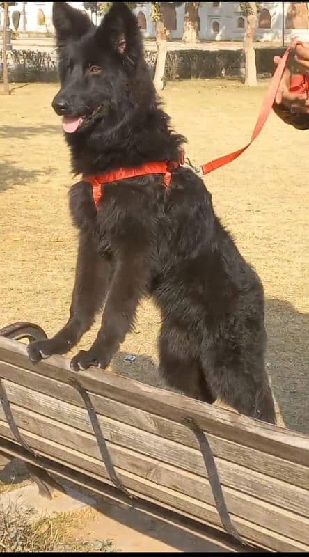 top quality black gsd proper long coat male pappy available for sale 4