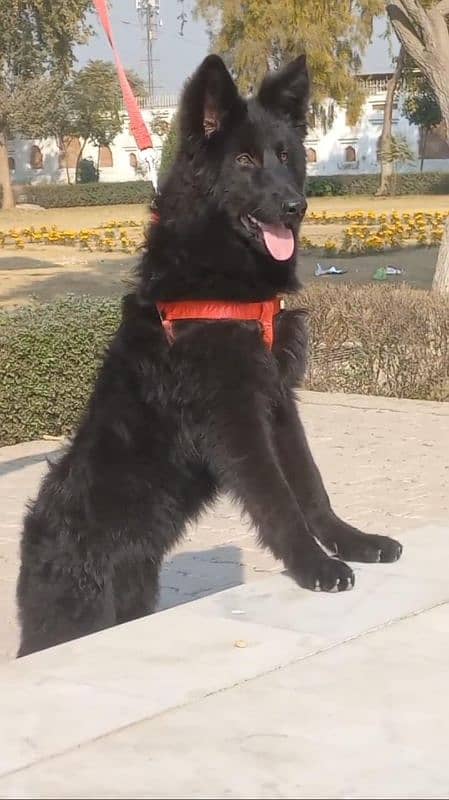 top quality black gsd proper long coat male pappy available for sale 5