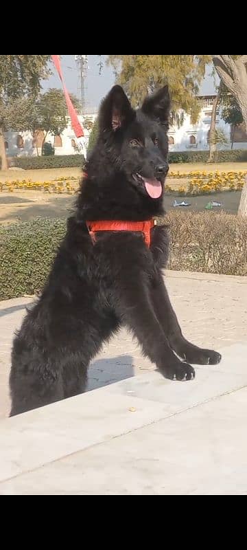 top quality black gsd proper long coat male pappy available for sale 6