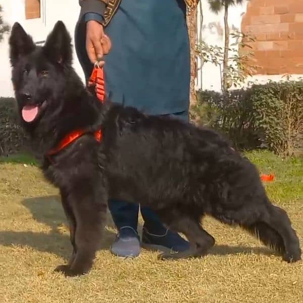 top quality black gsd proper long coat male pappy available for sale 7