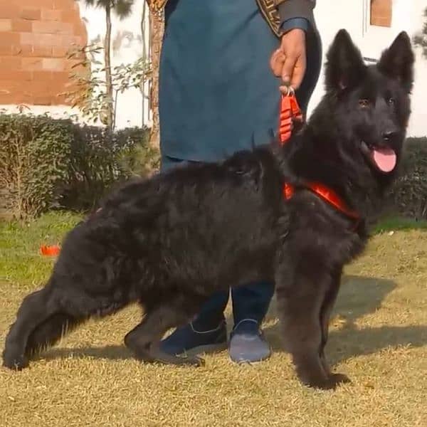 top quality black gsd proper long coat male pappy available for sale 8