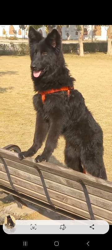 top quality black gsd proper long coat male pappy available for sale 9