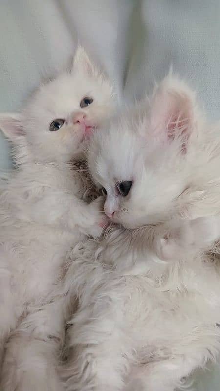 Persian kittens (both male + female) 5