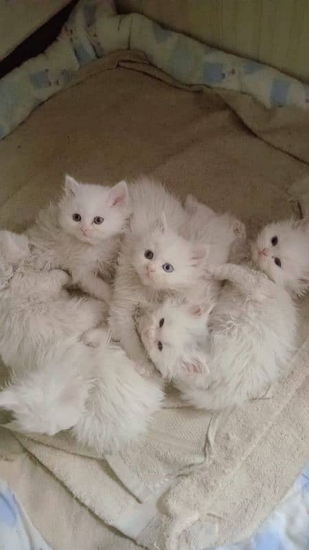 Persian kittens (both male + female) 6