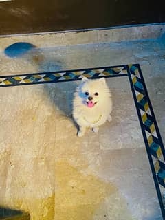 pomeranian young male available