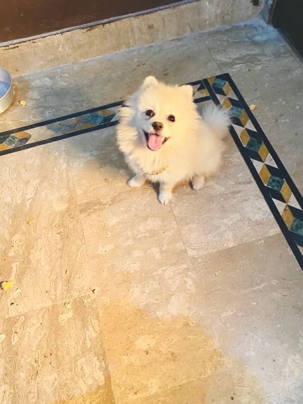 pomeranian young male available 1