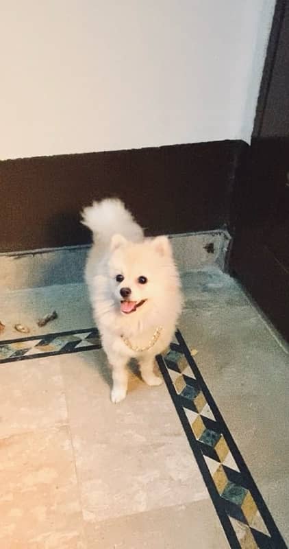 pomeranian young male available 2