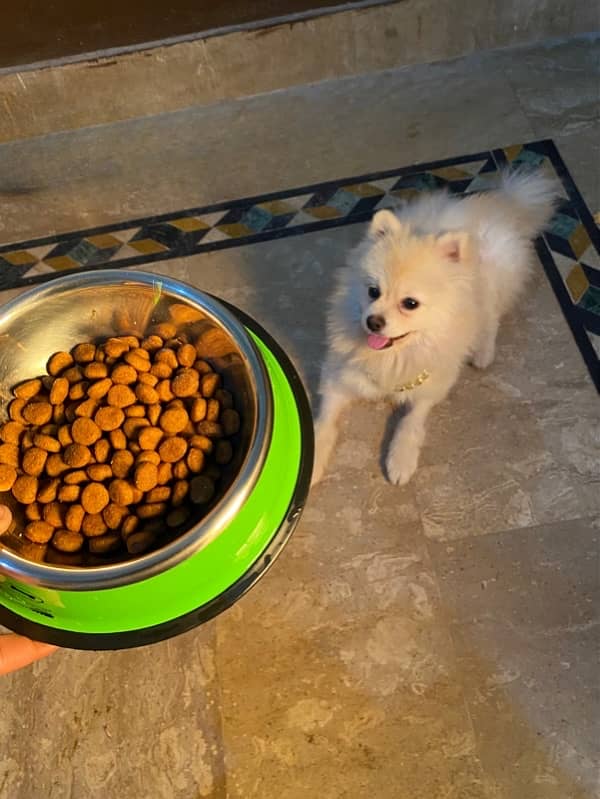 pomeranian young male available 3