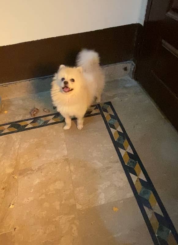 pomeranian young male available 4