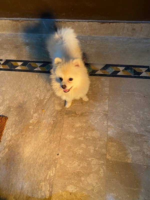 pomeranian young male available 5