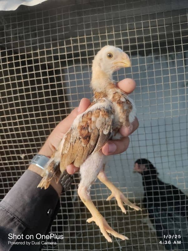 pure indian parrot beak chicks 0