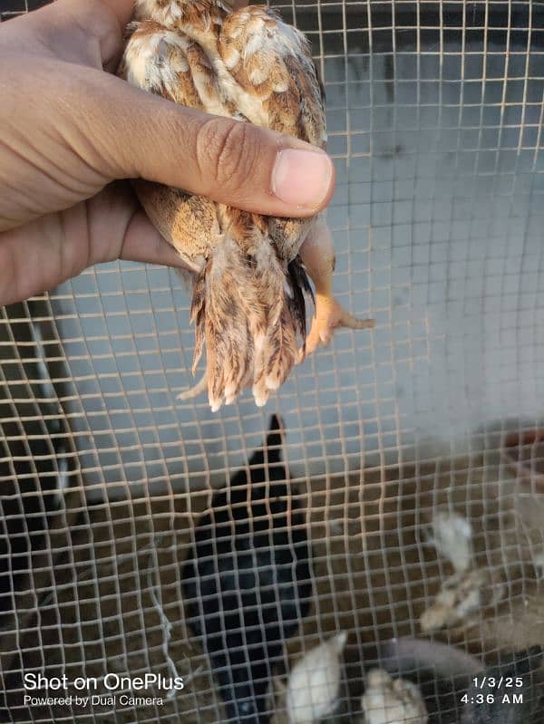 pure indian parrot beak chicks 3