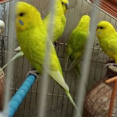 2 pairs + 1 male breeders Australian parrot