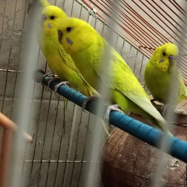 2 pairs + 1 male = 5 Australian parrot 1