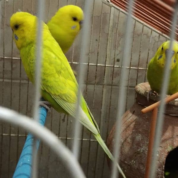 2 pairs + 1 male = 5 Australian parrot 2