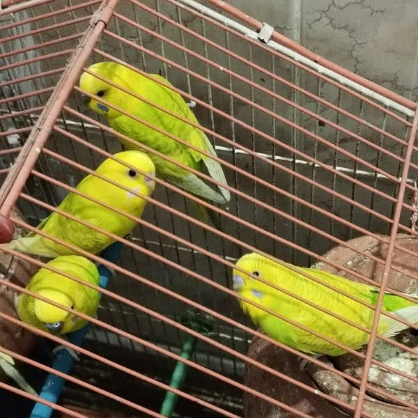 2 pairs + 1 male = 5 Australian parrot 3