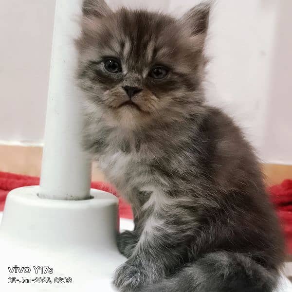 cat female persian 0