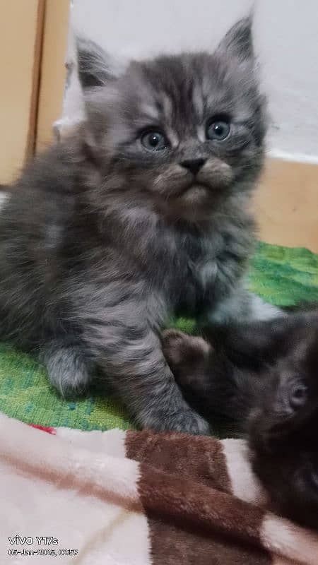 cat female persian 2