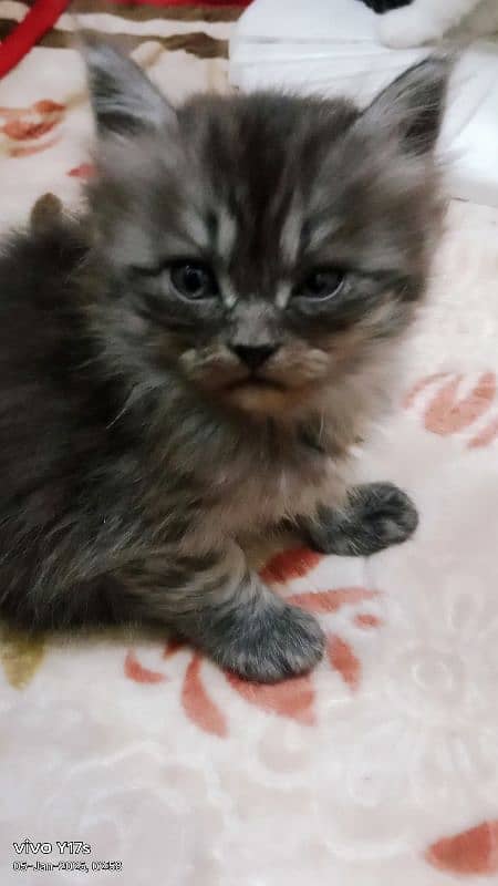 cat female persian 3