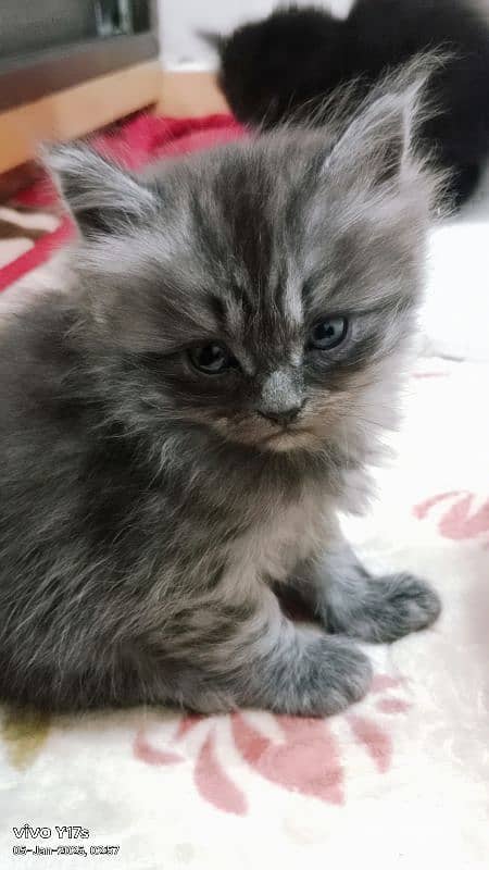 cat female persian 4