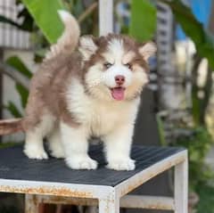 Husky puppies 03361777030