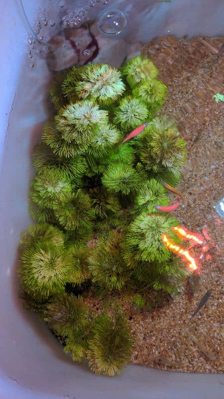 Limnophila sessiliflora Aquarium Plant for sale in North Karachi 1