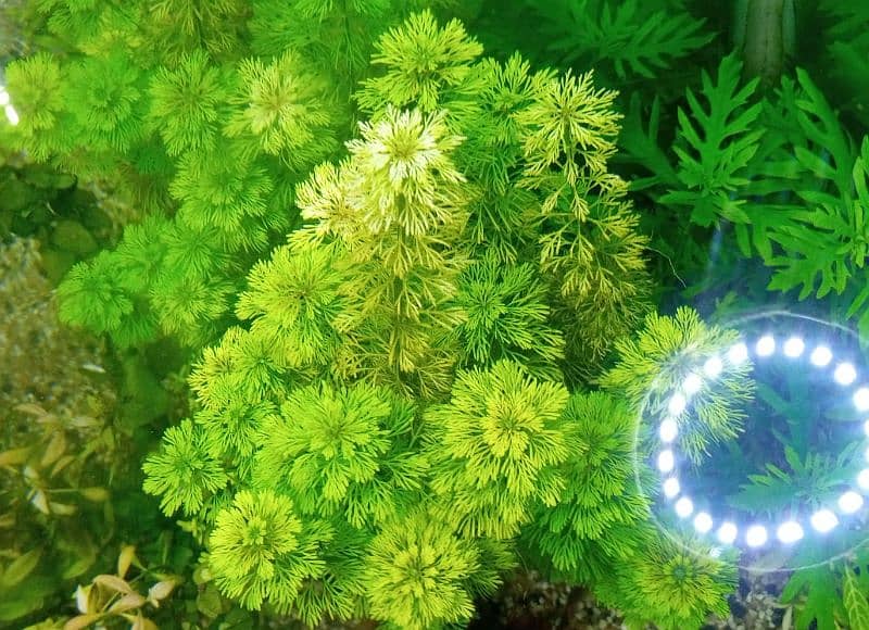 Limnophila sessiliflora Aquarium Plant for sale in North Karachi 2