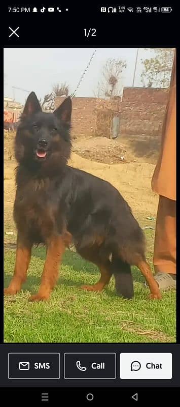 German Shepherd Long Coat Female For Sale 1