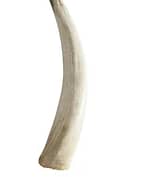 Ivory Tusk for Sale 0