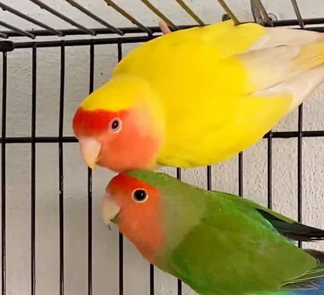 adult love birds 0