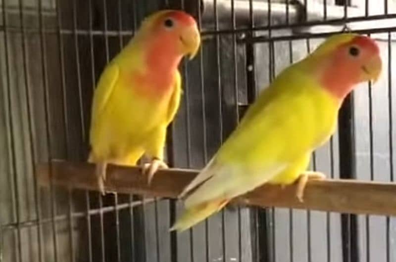 adult love birds 1