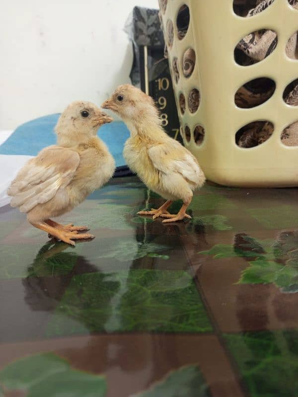 Paper White Heera Chicks 1