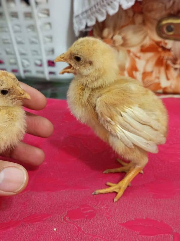 Paper White Heera Chicks 3