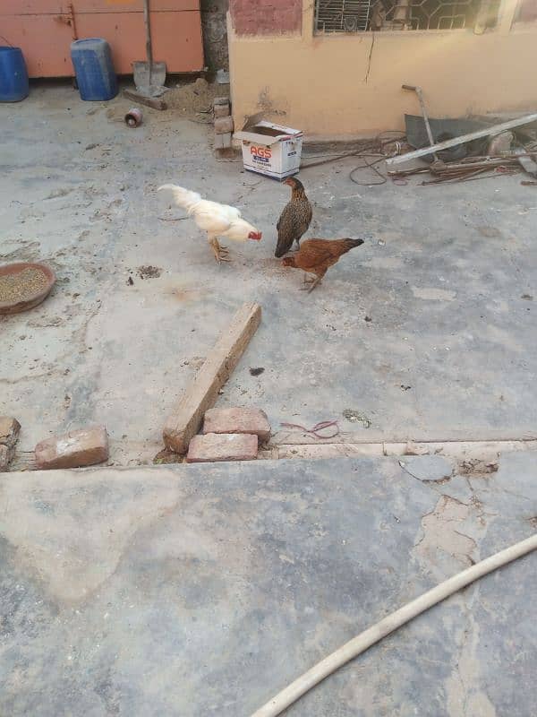 hens pair price 3000 ki prti hen . kam hua to 2000 smjo 3