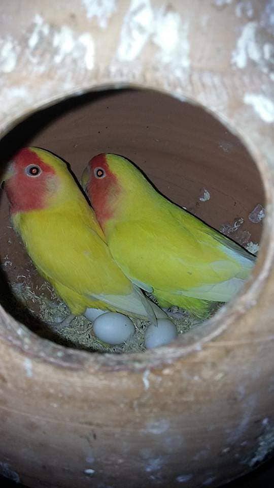 Lutino Breeding Pair With Eggs 0