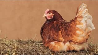 Lohman Brown & Pure Desi Hen Egg Laying 03096705051