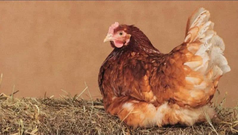 Lohman Brown & Pure Desi Hen Egg Laying 03096705051 0