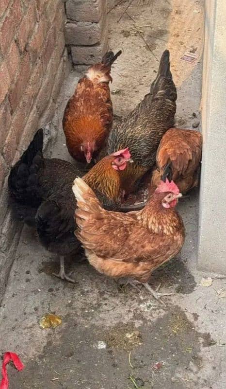 Lohman Brown & Pure Desi Hen Egg Laying 03096705051 1