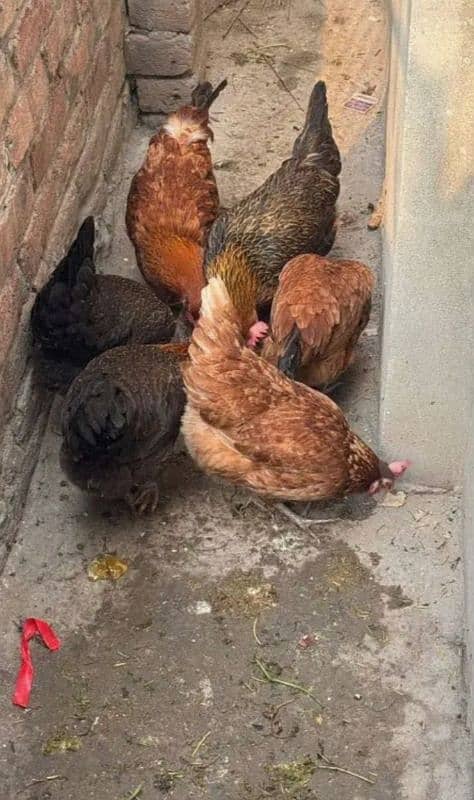 Lohman Brown & Pure Desi Hen Egg Laying 03096705051 2