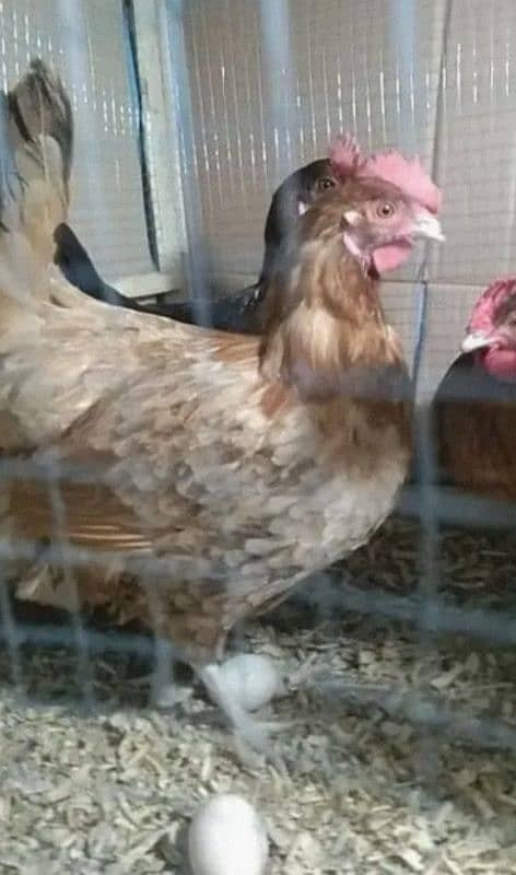 Lohman Brown & Pure Desi Hen Egg Laying 03096705051 3