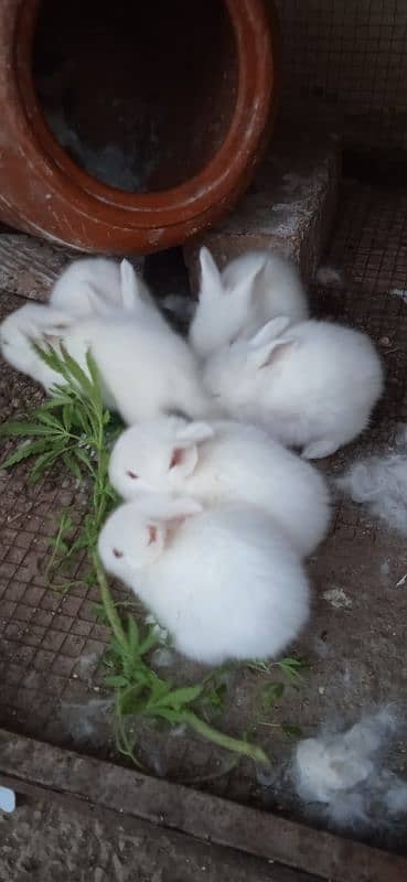 White English Angora Red eyed Rabbits | Male olny 0