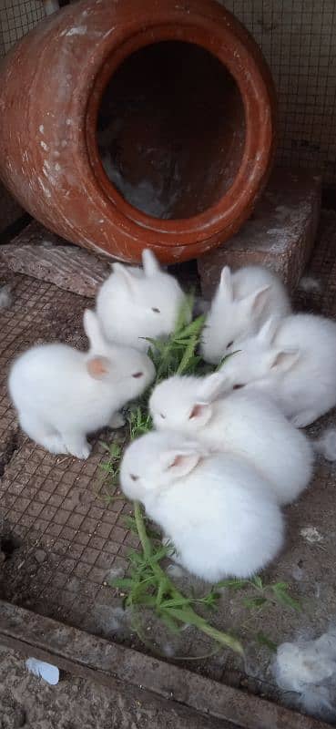 White English Angora Red eyed Rabbits | Male olny 1