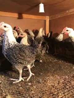 austrolop australorp australop Egyptian fayumi rice husk available